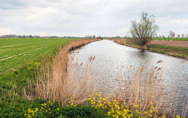 Wall Mural - Small stream in a Dutch rural landscape in the spring season.