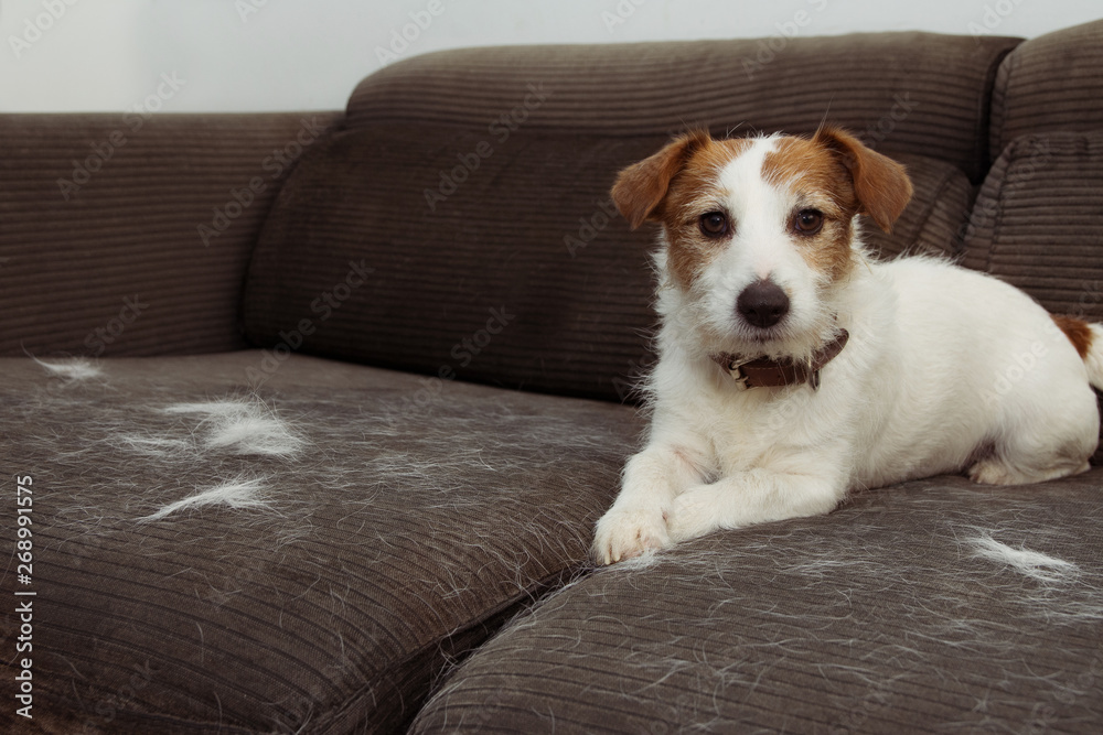 FURRY JACK RUSSELL DOG, SHEDDING HAIR DURING MOLT SEASON PLAYING ON GRAY SOFA FURNITURE. - obrazy, fototapety, plakaty 