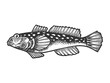 Goby fish animal sketch engraving vector illustration. Scratch board style imitation. Black and white hand drawn image.