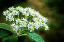 Soft Close-up Of Beautiful White Spring Flowers Of Leatherleaf Viburnum (Viburnum Rhytidophyllum Alleghany) On Dark Green Background In The Garden. Selective Focus. Nature Concept For Natural Design