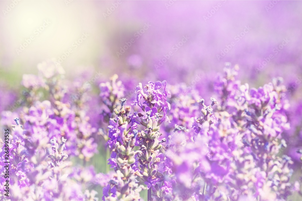 Beautiful violet lavender field, bokeh violet flower background - obrazy, fototapety, plakaty 
