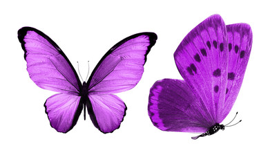 Poster - beautiful two purple butterflies isolated on white background
