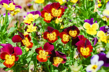 Beautiful mix colors pansy in tricolors, white, yellow and violet or purple  and green fresh leaves growing in summer garden, flowers displaying the two upper overlapping petals, the two side petals,