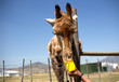 Feeding A giraffe from a bucket