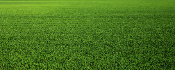 lush green grass meadow background
