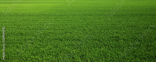 Cuadros en Lienzo Lush green grass meadow background