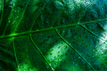 Sticker - wet tropical leaf