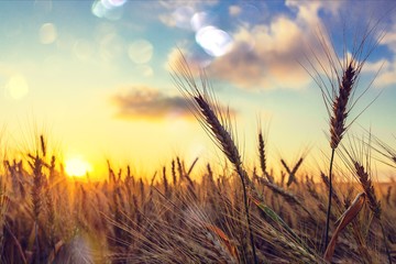 Wall Mural - Sun Shining over Golden Barley / Wheat Field at Dawn / Sunset