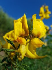 Yellow Honeybush 