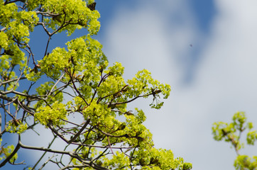 Sticker - maple blossom in May, spring