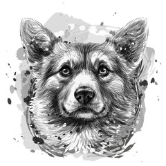Wall Mural - pembroke welsh corgi. graphic, black and white, hand-drawn portrait of a dog's head on a white backg