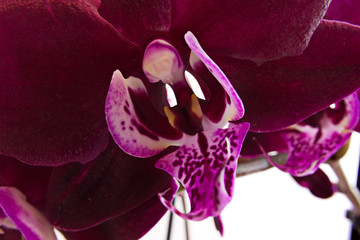 Wall Mural - Deep maroon phalaenopsis orchid close-up