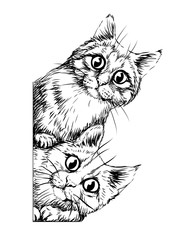 Wall Mural - Wall sticker. Graphic, black and white hand-drawn sketch depicting two cute cats looking around the corner.