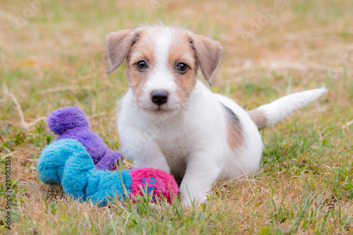 Wirehaired Jack Russell Terrier Puppy Portrait Buy This Stock