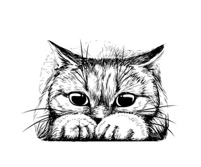 Wall Mural - wall sticker. graphic, hand-drawn sketch of a cute cat preparing to jump.
