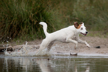 Poster - jack russell terrier running in lake