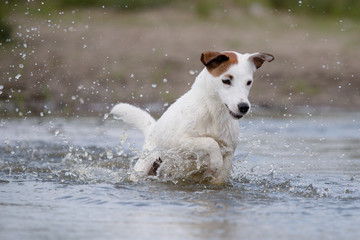 Poster - jack russell terrier in water