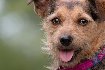 Wall Mural - Close up of a small Terrier