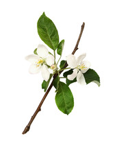 Fresh Flowers And Buds Of Apple Tree