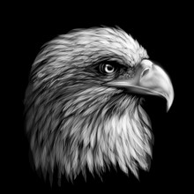 Graphic, Monochrome Portrait Of A  Eagle On A Black Background.