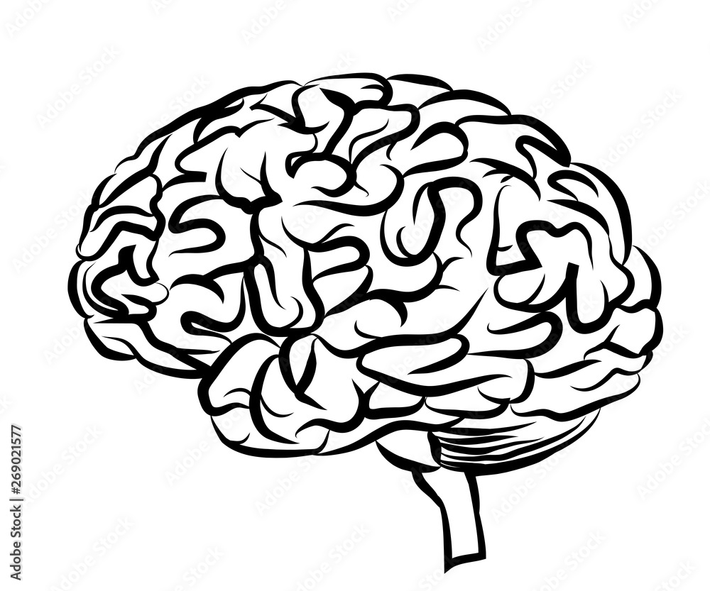 The human brain. Graphic, black and white drawing of a brain side view ...