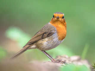 Canvas Print - Red robin in bright garden