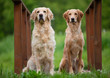 © fotorince - Sitting two Golden Retriever dogs. Small depth of field