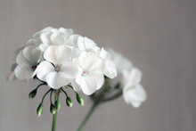 Room White Light Geranium Flowers