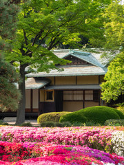 Wall Mural - Traditional Japanese house in spring season with the in the middle of the green park with forest and flowers