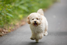 Adorable Maltese And Poodle Mix Puppy (or Maltipoo Dog), Running And Jumping Happily, In The Park