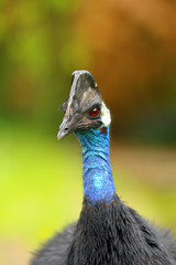 Poster - The dwarf cassowary (Casuarius bennetti), also known as Bennett's cassowary, little or  mountain cassowary or mooruk, portrait. Casowary portrait with color background.