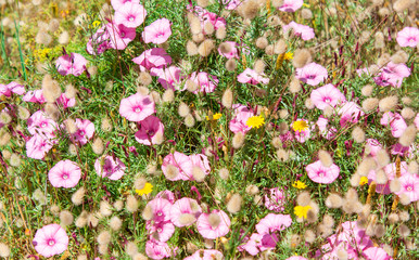 Wall Mural - Pink flowers blossom 