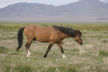 Wild horse Stallion in the Utah Desert