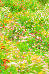 Wall Mural - Blooming daisy flowers swinging in the wind.