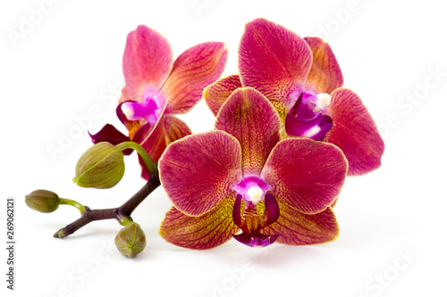 Cuadros en Lienzo Beautiful colorful orchid - phalaenopsis - white background