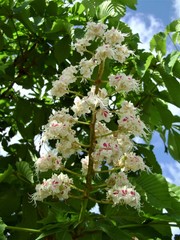 Wall Mural - flowers of chestnut  tree in spring