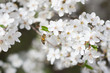 Pszczoła zbiera pyłek nektar z kwitnących wiosennych kwiatów