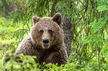Wall Mural - brown bear in the summer forest. green forest natural background. scientific name: ursus arctos. nat