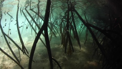 Wall Mural - Sunlight filters down into a dark mangrove forest growing in Komodo National Park, Indonesia. This tropical area is known for its incredible marine biodiversity as well as its infamous dragons. 