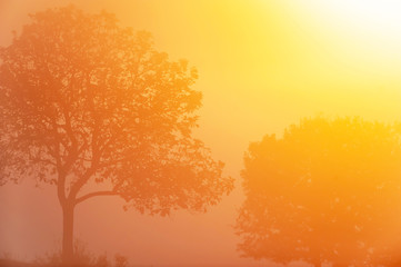 Poster - Glowing sunrise shines on the wild trees and grassland.