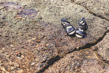 Abandoned Black Female Sandals On Rock Sea Waterfront Shoreline 