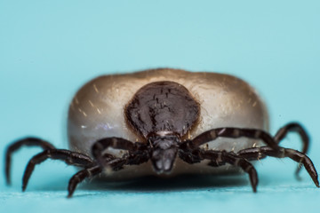 tick on blue background