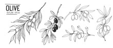 Olive Branches. Hand Drawn Illustration. Vector Outline With Transparent Background