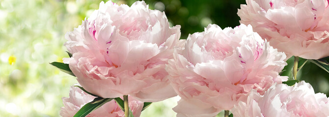 Obraz na płótnie ogród aromaterapia bukiet miłość kwiat