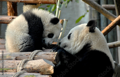 Leinwand Poster  Panda mother and cub at Chengdu Panda Reserve (Chengdu Research Base of Giant Panda Breeding) in Sichuan, China