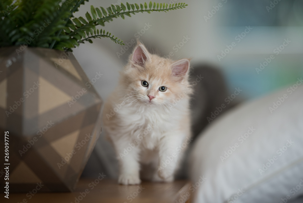 red cream colored maine coon kitten next to a plant pot that is shaped like an icosahedron - obrazy, fototapety, plakaty 