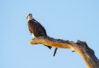 American Bald Eagle Youth Stands on a Jag Big Bird Watching