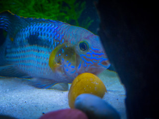 Wall Mural - Green terror (Andinoacara rivulatus) colorful fish in aquarium