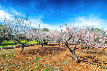 Beautiful white almond flowers on almond tree branch in spring Italian garden, Sicilia.