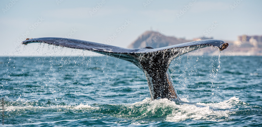 Tail fin of the mighty humpback whale above  surface of the ocean. Scientific name: Megaptera novaeangliae. Natural habitat. Pacific ocean, near the Gulf of California also known as the Sea of Cortez.